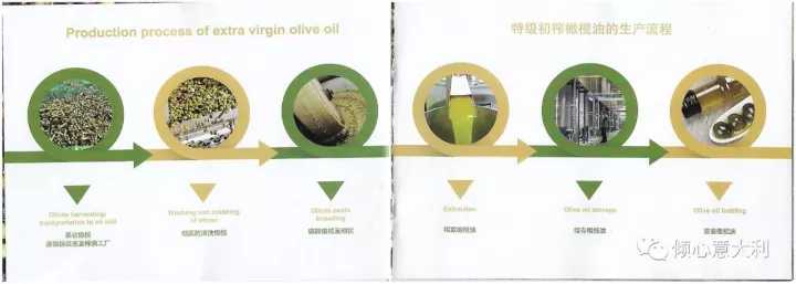 3分钟了解橄榄树,一分钟了解油橄榄