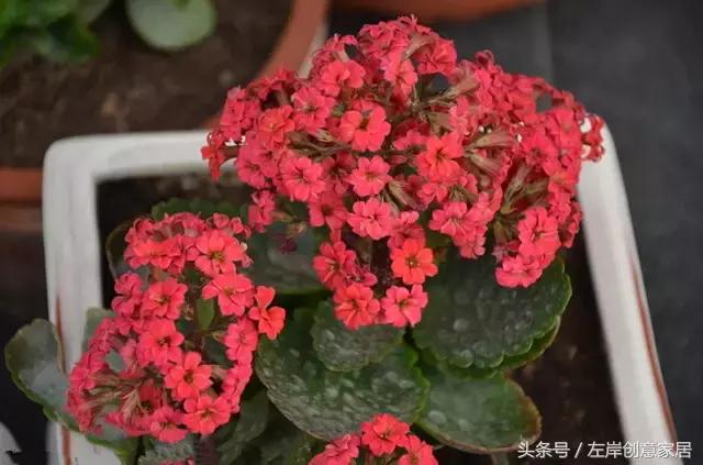 100种室内植物大全,户外小景观植物大全