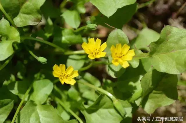 100种室内植物大全,户外小景观植物大全