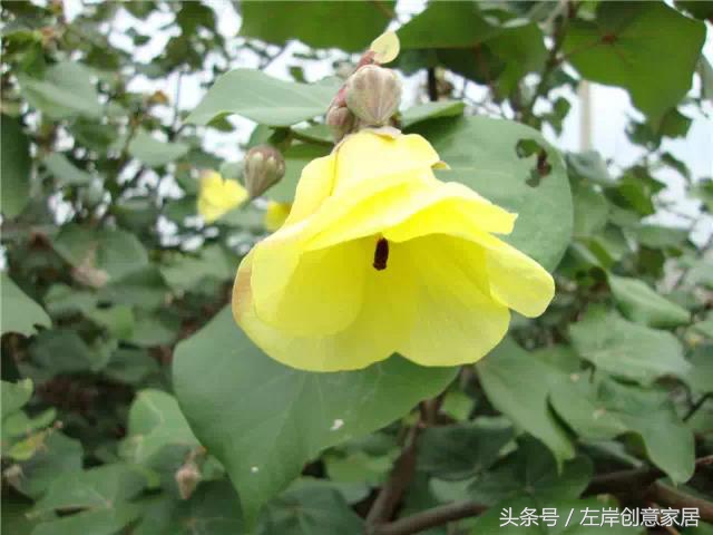 100种室内植物大全,户外小景观植物大全