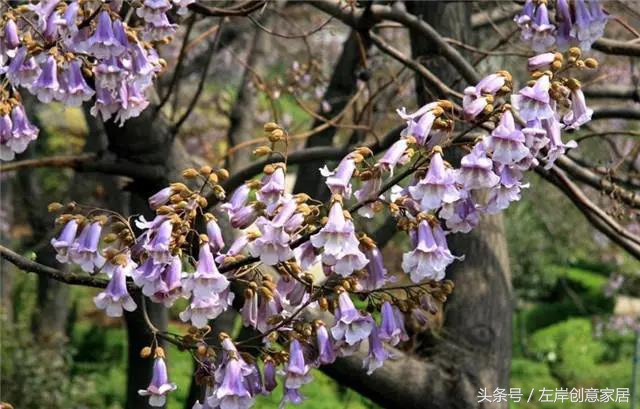 100种室内植物大全,户外小景观植物大全
