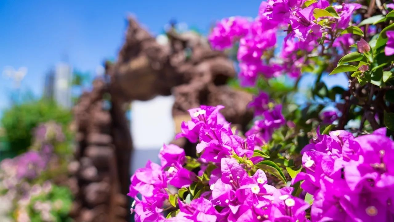 玩转芭提雅,玩转曼谷攻略