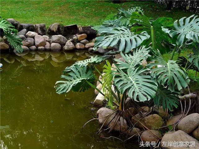 100种室内植物大全,户外小景观植物大全
