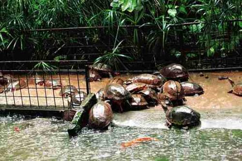 楼顶养龟生态池视频,新型养龟大棚