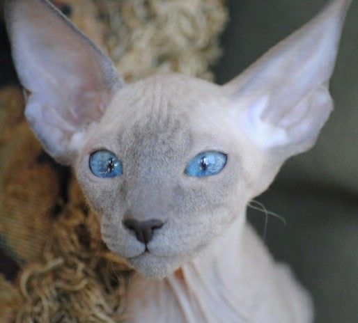 适合撸的猫咪品种,十大可爱的猫咪品种