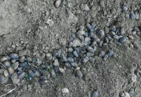 柴米油盐酱醋茶，养花效果不是一般得强！