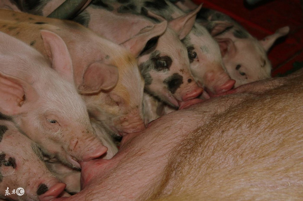 母猪产后低温不食是怎么引起的,母猪产后低温症治疗
