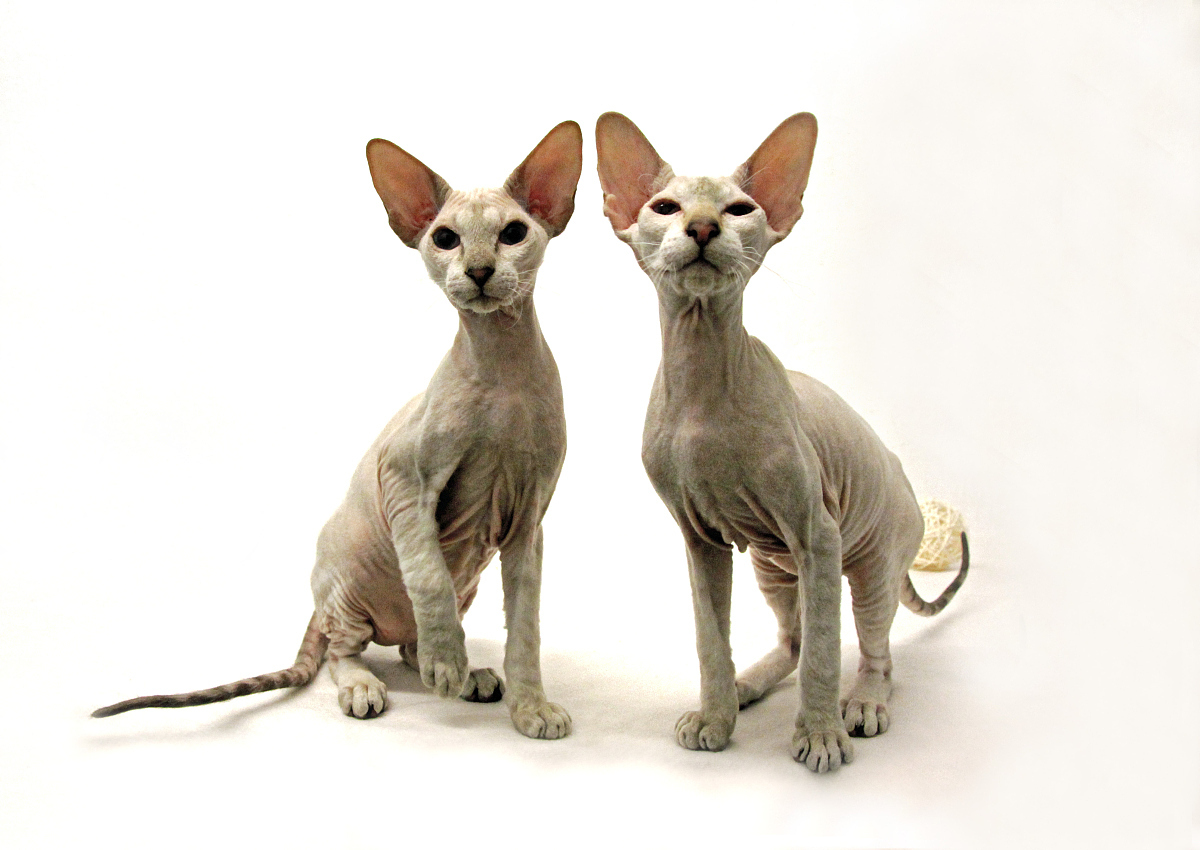 适合撸的猫咪品种,十大可爱的猫咪品种