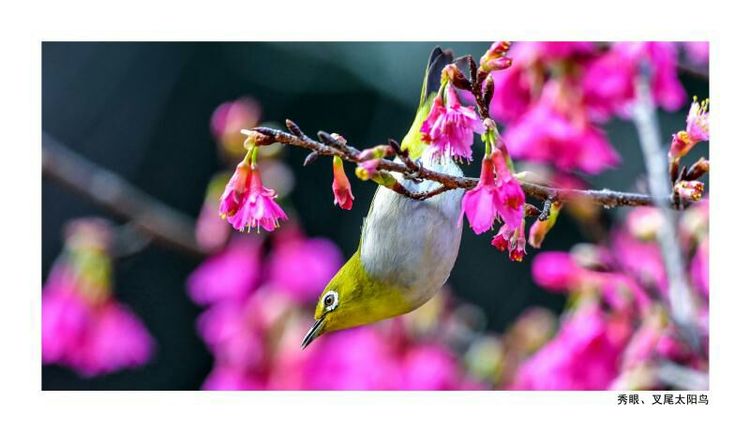 2018年鸟趣日历,太精美了,人手一份,值得收藏!