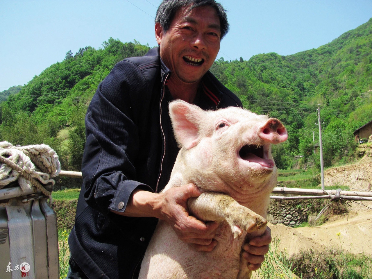 猪口蹄疫发病新特点及其防控要点,如何防控猪口蹄疫症状