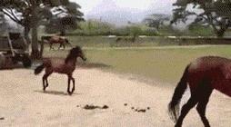 为什么买了一堆“破烂”，却高兴得像个两百斤的傻子？