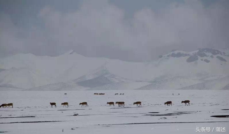 一个人的羌塘,一个人的羌塘无人区