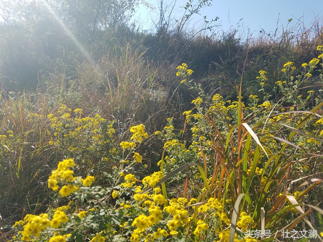 描写秋天野菊花灿烂的七言诗句,描写野菊花的唯美诗句