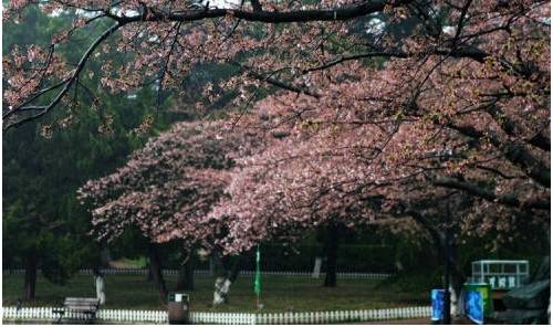 青岛18年清明赏花,青岛赏花踏青攻略