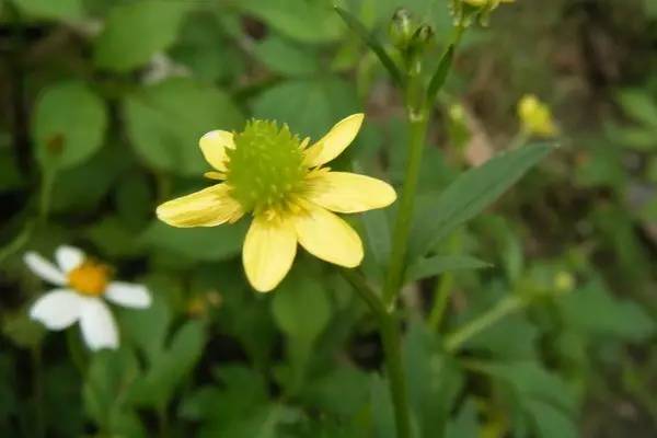 开春挖野菜教你轻松识别18种野菜,您知道春季最养肝护肝的野菜吗
