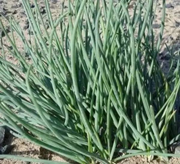 开春挖野菜教你轻松识别18种野菜,您知道春季最养肝护肝的野菜吗