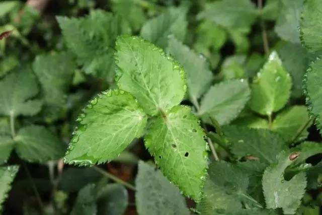 开春挖野菜教你轻松识别18种野菜,您知道春季最养肝护肝的野菜吗