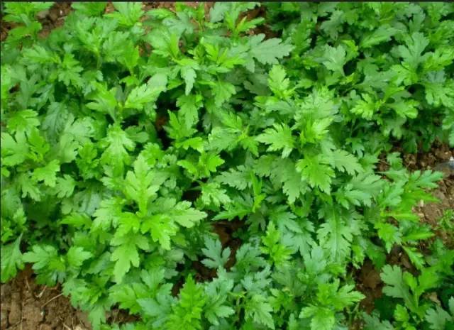 开春挖野菜教你轻松识别18种野菜,您知道春季最养肝护肝的野菜吗