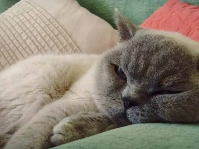 英国短毛猫常见的7种毛色,英国短毛猫在猫界是怎么样的