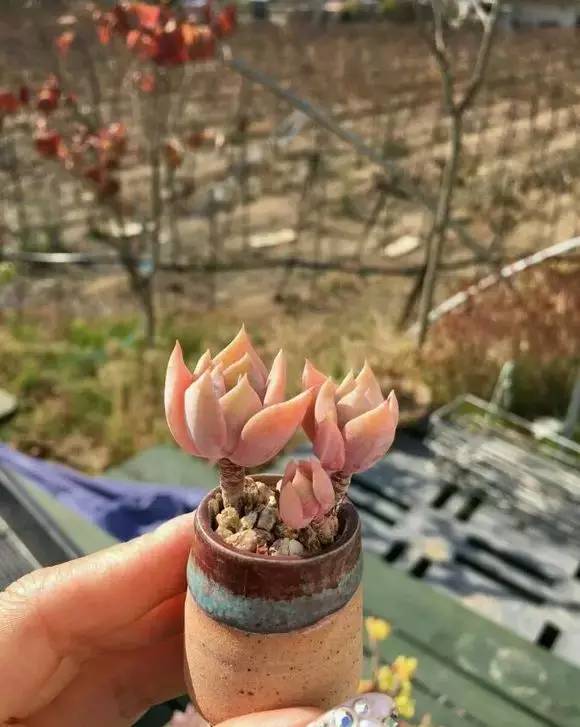 拇指盆栽欣赏,拇指小盆栽