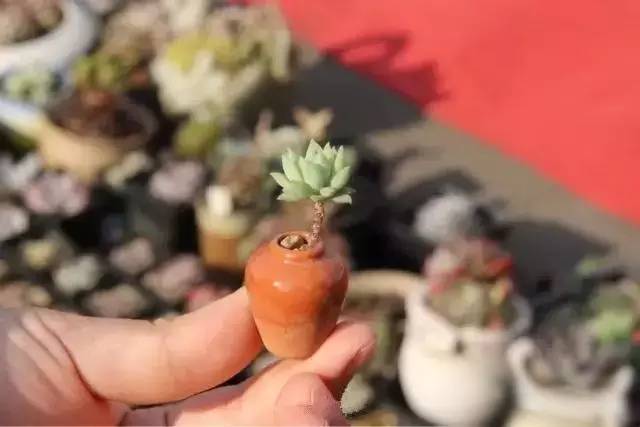拇指盆栽欣赏,拇指小盆栽