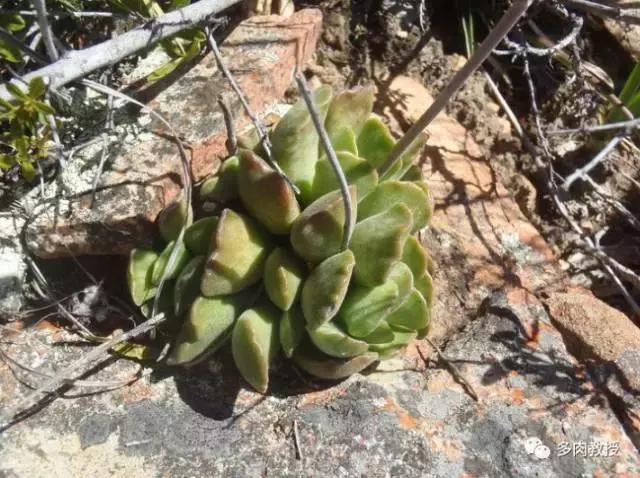 大连多肉在野外的生长环境,常见的一些多肉品种