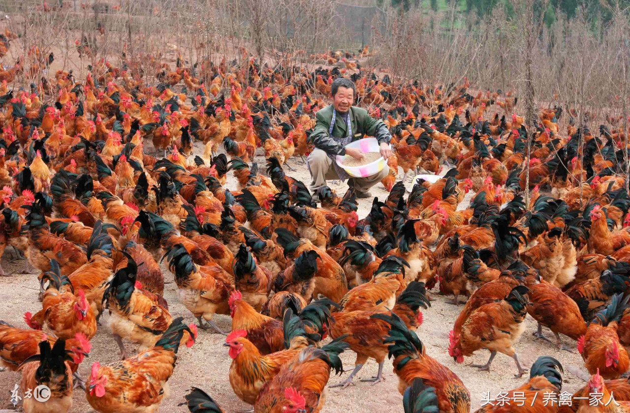 养鸡小苏打正确使用方法,养鸡秘诀小苏打