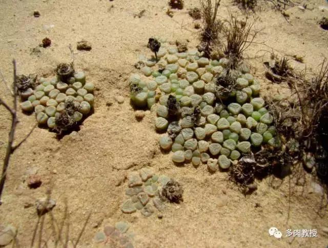 大连多肉在野外的生长环境,常见的一些多肉品种