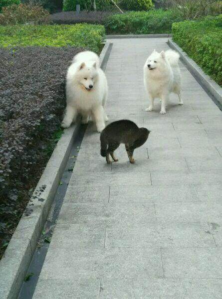 萨摩耶能斗得过狼吗,大型萨摩耶打架有多厉害