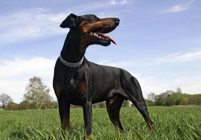 杜宾犬日常养护,关于新手养杜宾犬的详细问题解答