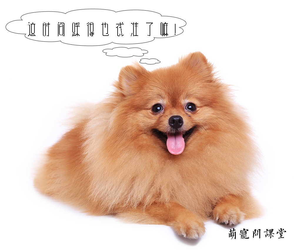 宠物冷知识巴哥犬,宠物冷知识英文版