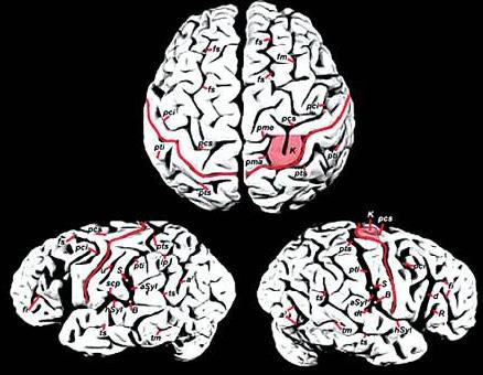 爱因斯坦大脑和平常人大脑对比,爱因斯坦大脑与众不同的奥秘所在