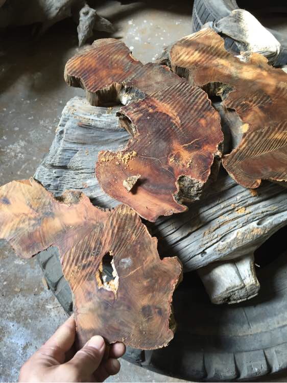 崖柏手串的历史,关于崖柏的那些事