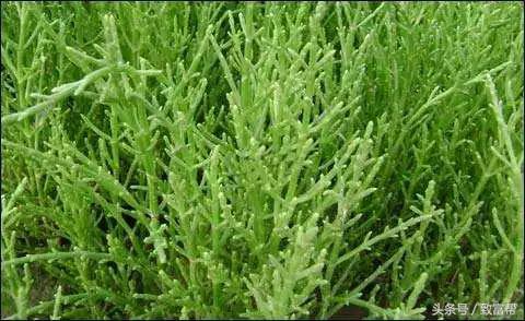 过去有哪些致富好项目,一周致富锦囊经典语录