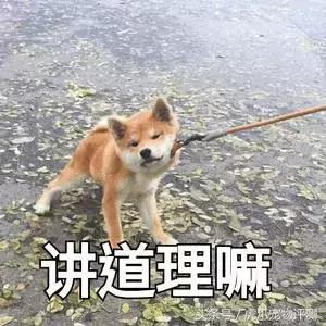 公认最好的宠物沐浴露测评,宠物沐浴露测评狗狗