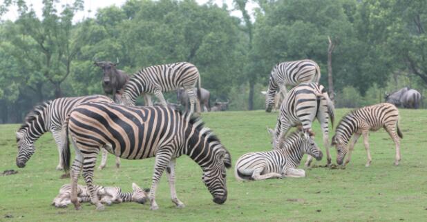 上海动物园和野生动物园哪个好玩,上海野生动物园面积多少平方千米