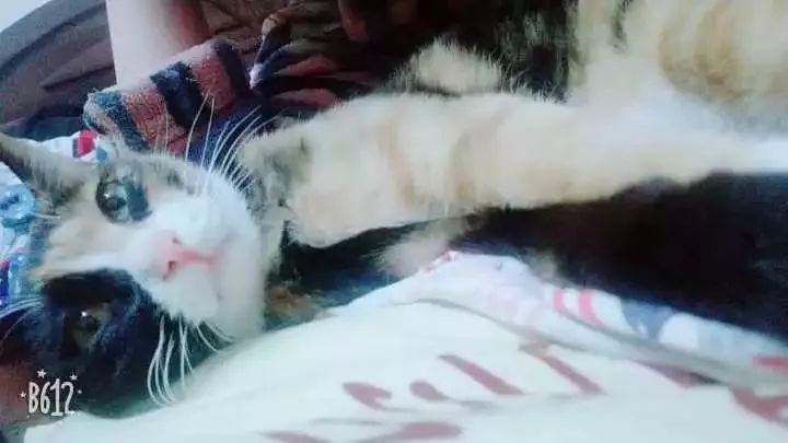 玳瑁猫最丑的猫,玳瑁猫长得好凶