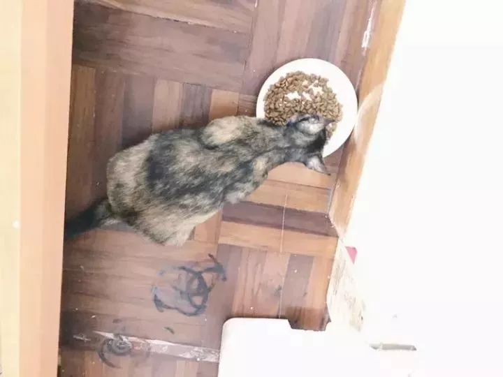 玳瑁猫最丑的猫,玳瑁猫长得好凶