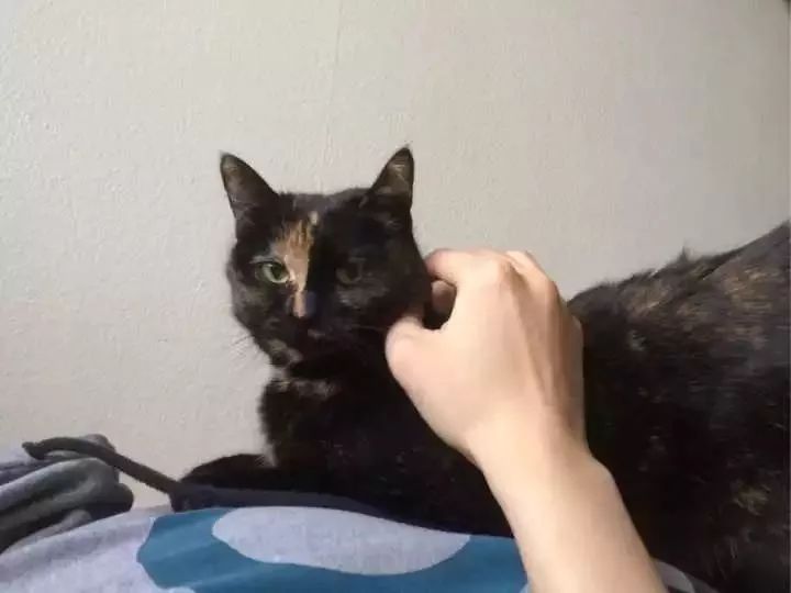 玳瑁猫最丑的猫,玳瑁猫长得好凶