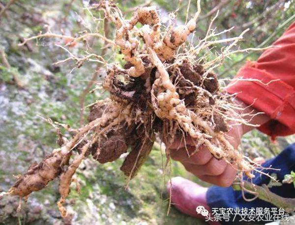 土壤中的线虫都是有害的吗,土壤虫害危害