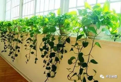 怎样养绿萝花知识大全,绿萝的数学知识