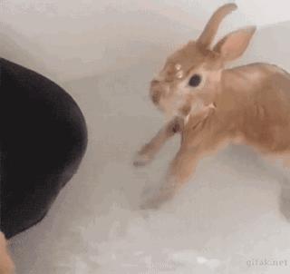 养一只兔子需要做什么,养只兔子做宠物