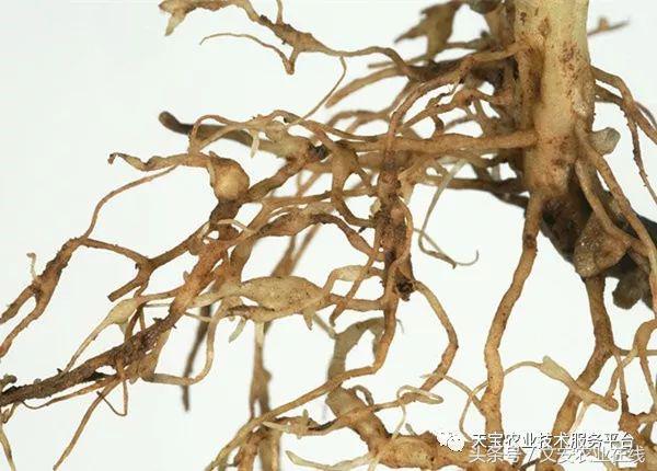 土壤中的线虫都是有害的吗,土壤虫害危害