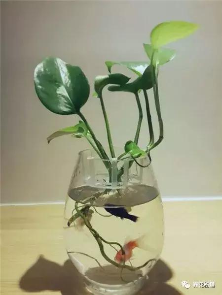 怎样养绿萝花知识大全,绿萝的数学知识