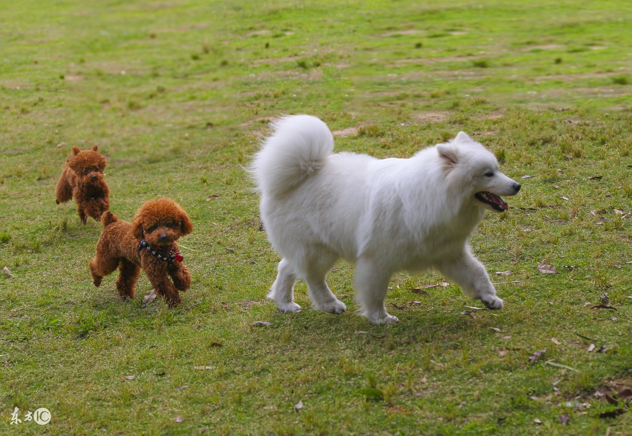 泰迪最少多少钱一只,纯种泰迪一般多少钱一只