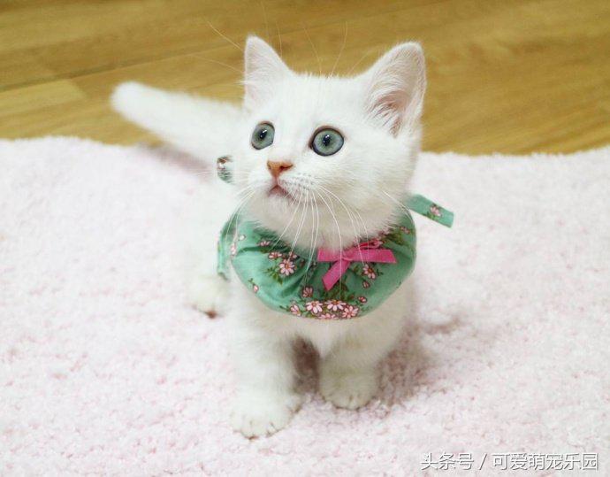 头冷捂头脚冷捂脚，前提是必须经过喵星人同意！