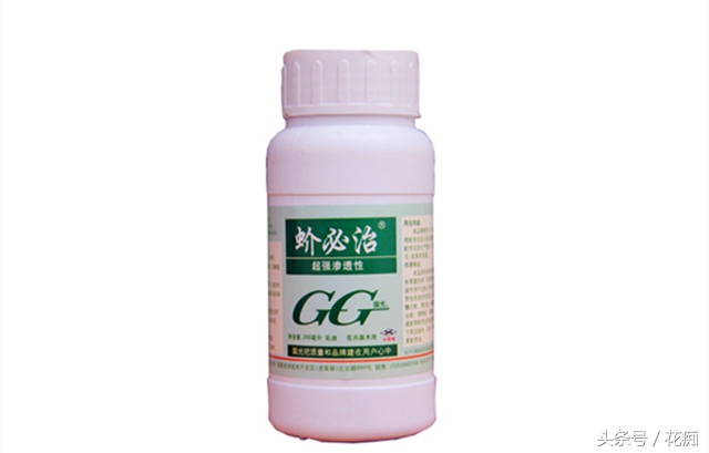 介壳虫黄叶怎么办,绿植介壳虫