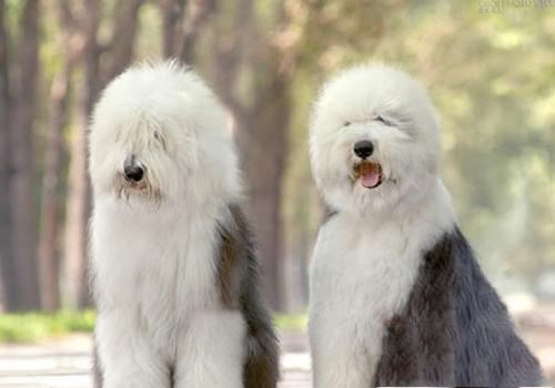 狗狗的品种以及品种的遗传病，*友狗**们要多加注意啊！