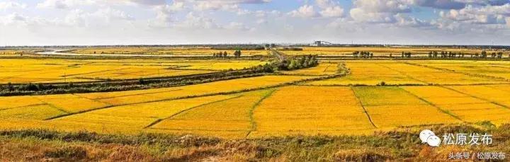 古为皇家贡米，今上国际餐桌！吃大米请您认准松原出品，一般人我不告诉他……