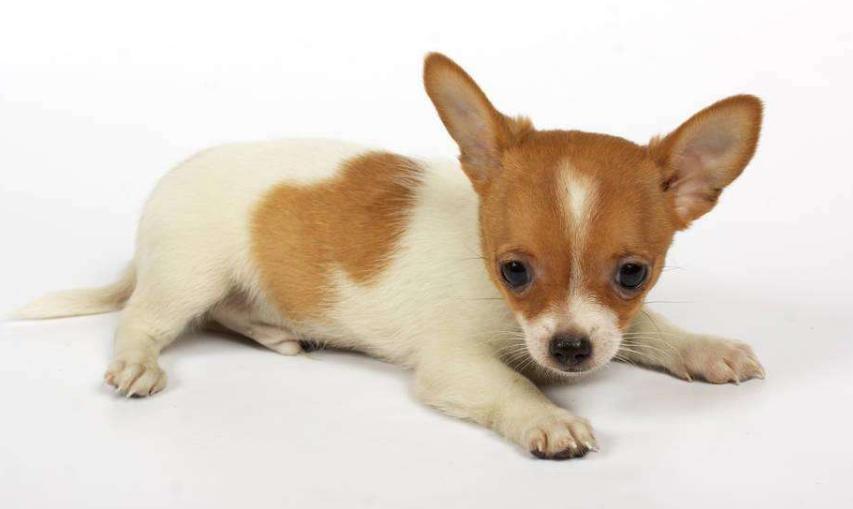 狗狗的品种以及品种的遗传病，*友狗**们要多加注意啊！